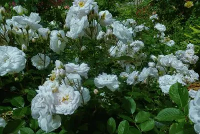 rosas