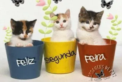 gatinhos
