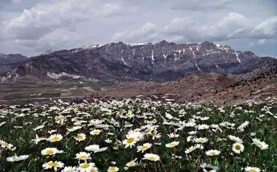 Flores do campo