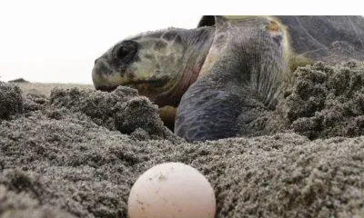 animales jigsaw puzzle