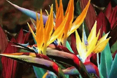 פאזל של FLORES