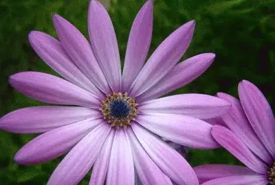 varios jigsaw puzzle