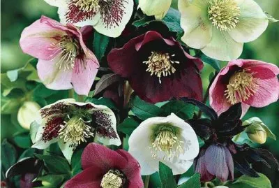 Violetas jigsaw puzzle