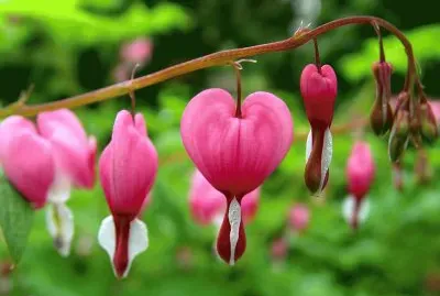 Flores jigsaw puzzle