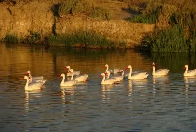 En Don Bosco. Chubut. Argentina jigsaw puzzle