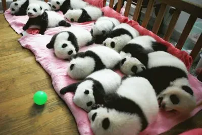 Panda