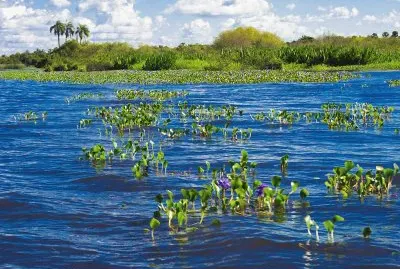 Esteros del IberÃ¡. Corrientes. Argentina jigsaw puzzle