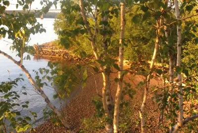 Favourite spot along the Miramichi River