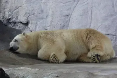 Urso no Aquário de São Paulo - SP