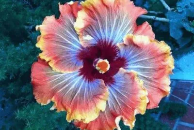 Diverso jigsaw puzzle