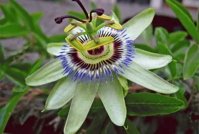 Diversos jigsaw puzzle