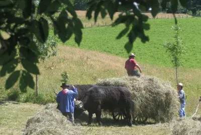 פאזל של Fenaison (East Belgium)
