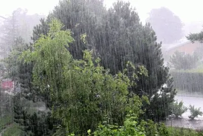 Rain in trees jigsaw puzzle