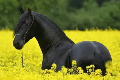 Cavalo Negro