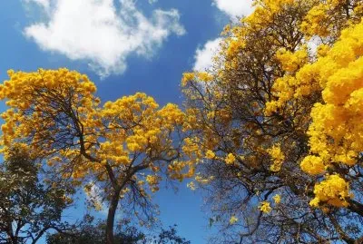 IpÃª Amarelo jigsaw puzzle