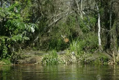 En los Esteros del IberÃ¡. Corrientes. Argentina