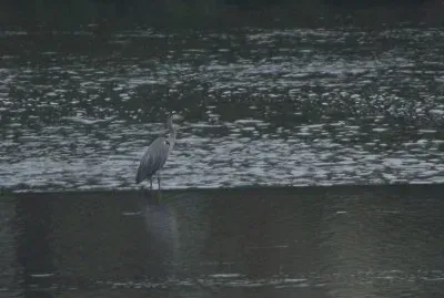 פאזל של HÃ©ron sur le Lot