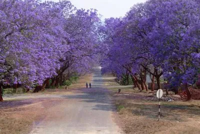 jacarandas
