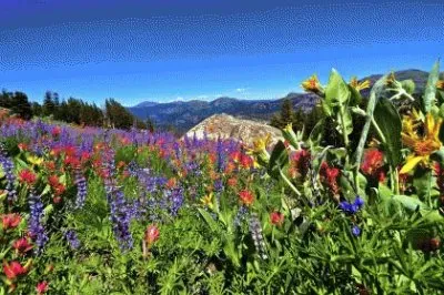 primavera jigsaw puzzle