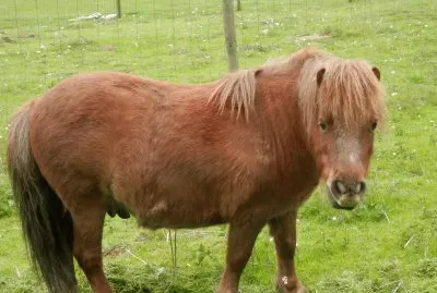 Poney (East Belgium)