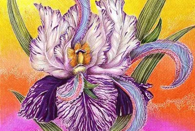Paisley Iris
