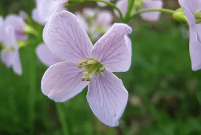 cardamine jigsaw puzzle