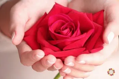 פאזל של GÃ©rberas e rosas