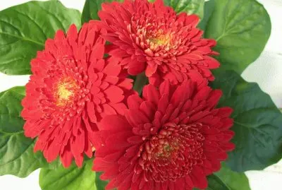 GÃ©rbera jigsaw puzzle