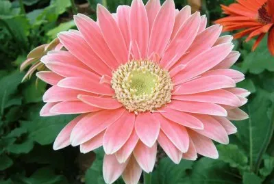 GÃ©rbera jigsaw puzzle