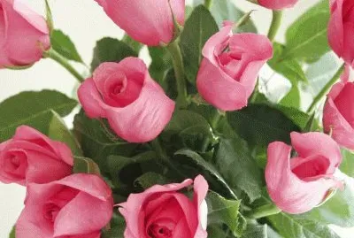 Rosas