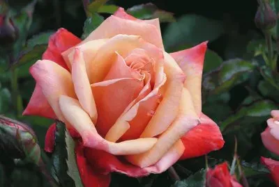 Rosa