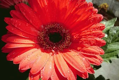 GÃ©rbera jigsaw puzzle