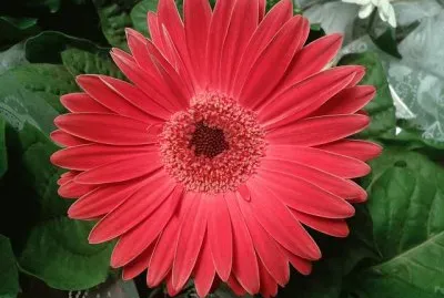 GÃ©rbera jigsaw puzzle