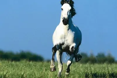 cavalo branco