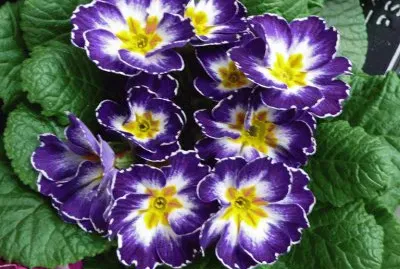 primevere jigsaw puzzle