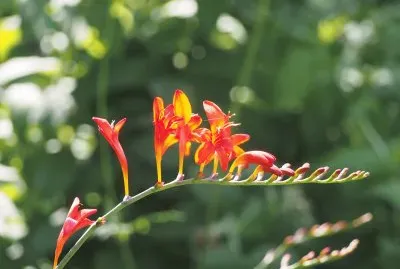 jardins de mÃ©tis jigsaw puzzle