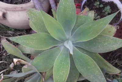 פאזל של kaktus