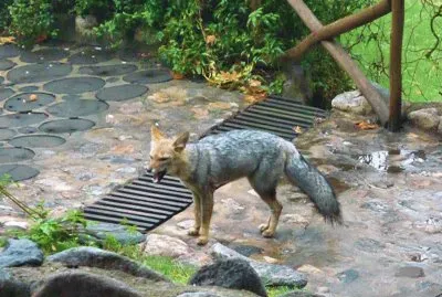 Zorro paseando en La Falda. CÃ³rdoba. Argentina