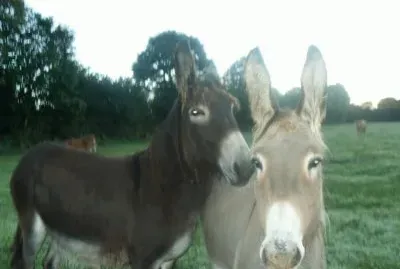 tendresse animale