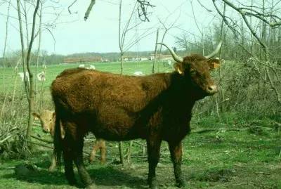vache et son veau