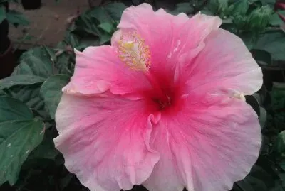 Hibisco jigsaw puzzle