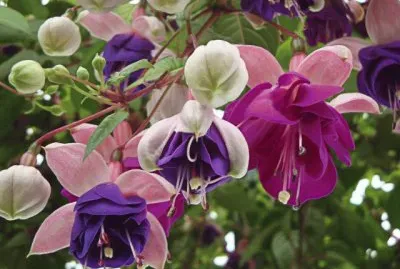 brincos-de-princesa jigsaw puzzle