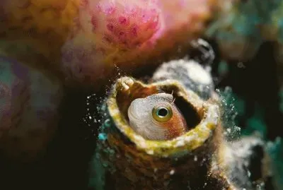 curioseando jigsaw puzzle