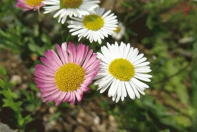erigeron