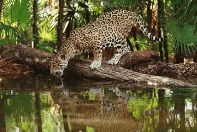 ONÃ‡A BEBE AGUA