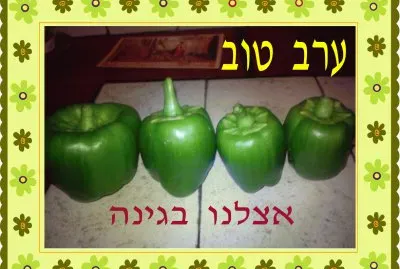 ×¤×œ×¤×œ×™×