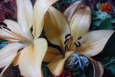 ×¤×¨×— jigsaw puzzle