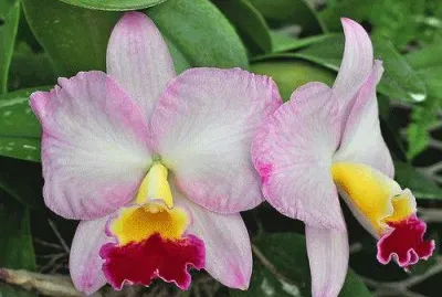orquÃ­dea