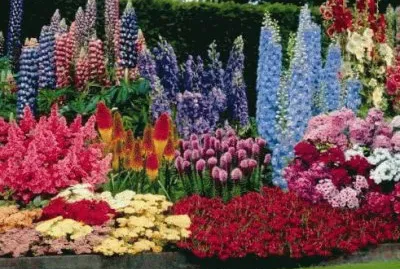 primavera