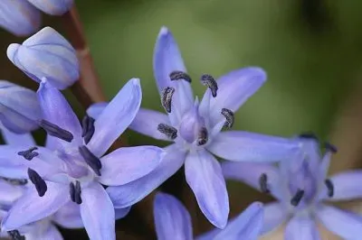 scille jigsaw puzzle